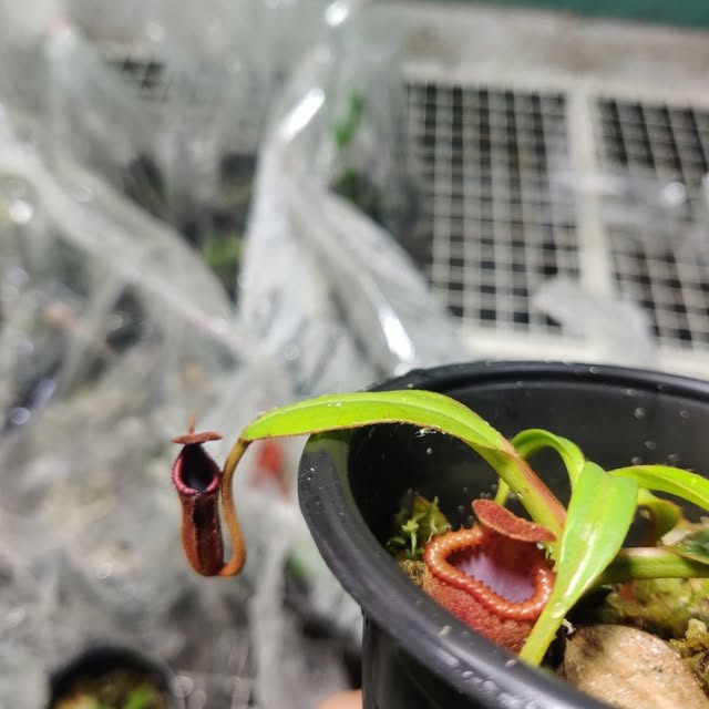 🌿 Transform Your Space with Highland Wonders!

Introducing the Nepenthes Highl