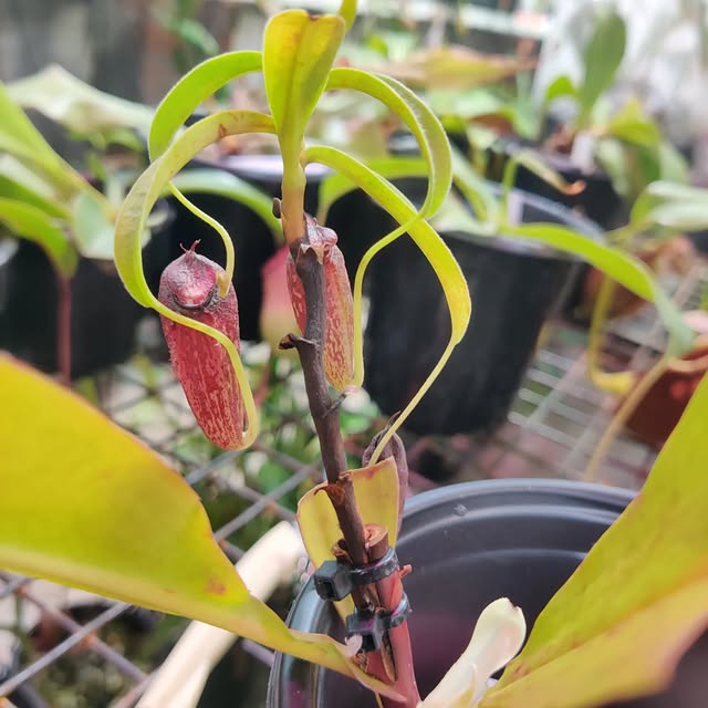 Nepenthes aristo ..

#nepenthesaristolochioides