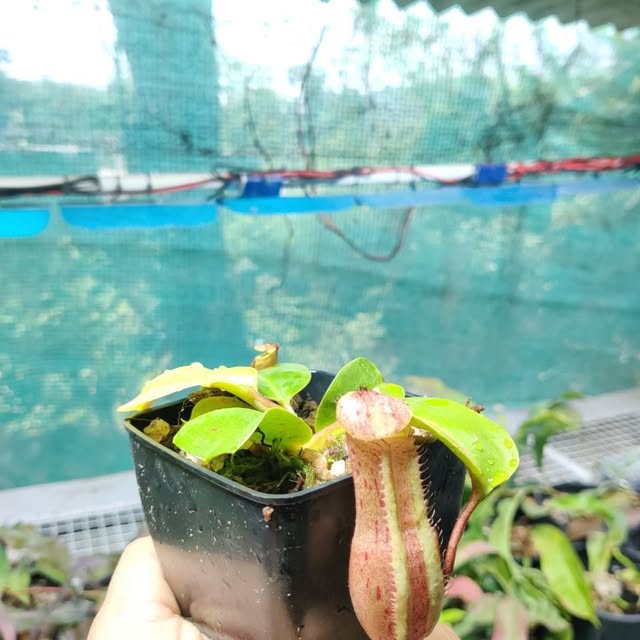 🌟 Unleash Your Inner Collector with Nature’s Predators!

Take your home garden